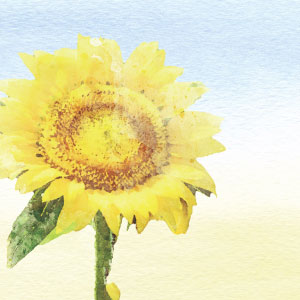 ひまわりと夏の空